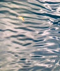 Book an Appointment with Marcia Burton for Counselling and Psychotherapy